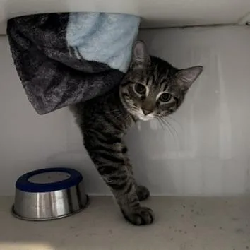 A young medium-sized male Brown / Chocolate Domestic Short Hair cat named Sergio for adoption in St. Louis, MO