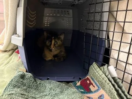 An adult medium-sized female Black Domestic Short Hair cat named Acid Rain for adoption in Kansas City, MO
