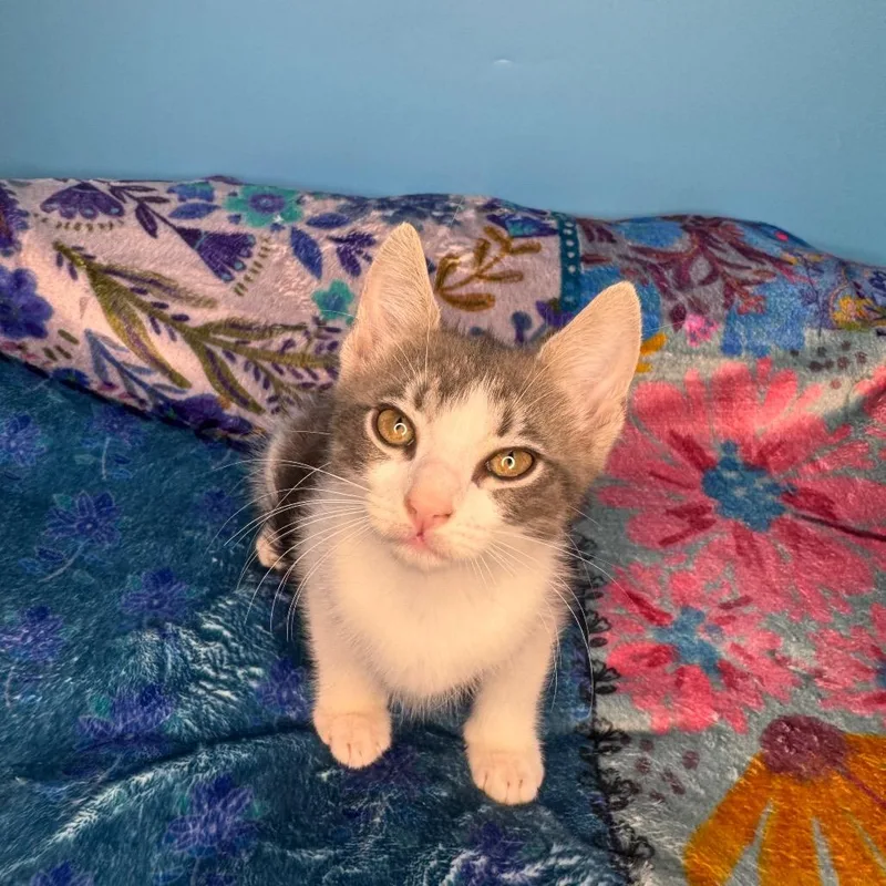 A baby small-sized female Gray / Blue / Silver Domestic Short Hair cat named Haley Paramore for adoption in San Antonio, TX
