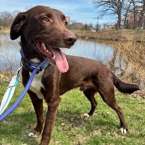 A young medium-sized male Labrador Retriever dog named Fable for adoption in Chicago, IL