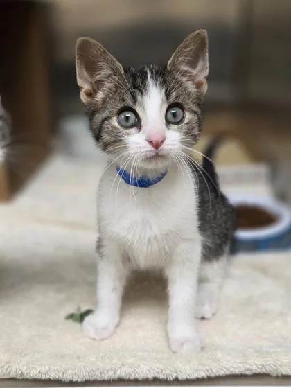 A baby small-sized male Domestic Short Hair cat named Orange for adoption in Westland, MI