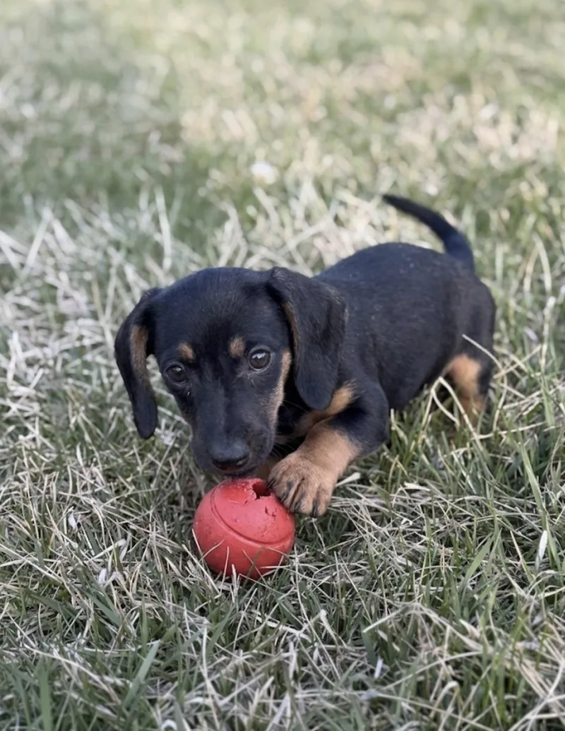 A baby small-sized female Dachshund dog named Loretta for adoption in Iron Ridge, WI
