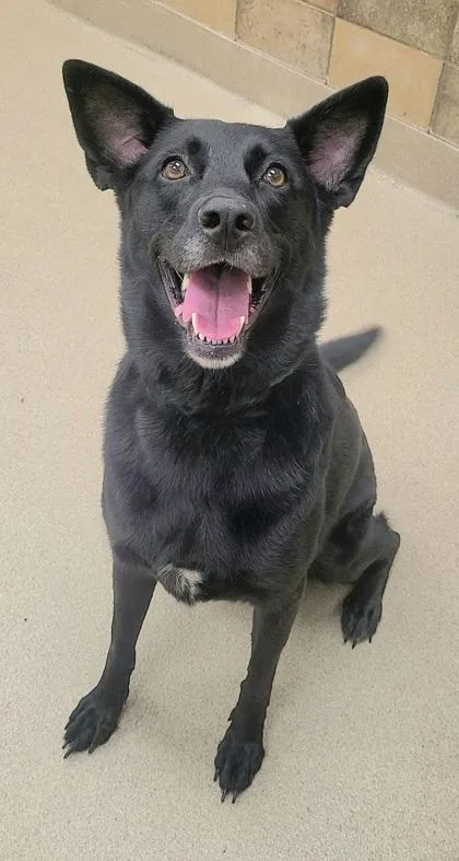 An adult large-sized female German Shepherd Dog dog named Luna for adoption in Phoenix, AZ
