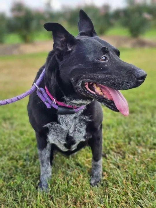 Miss Daisy thumbnail 2