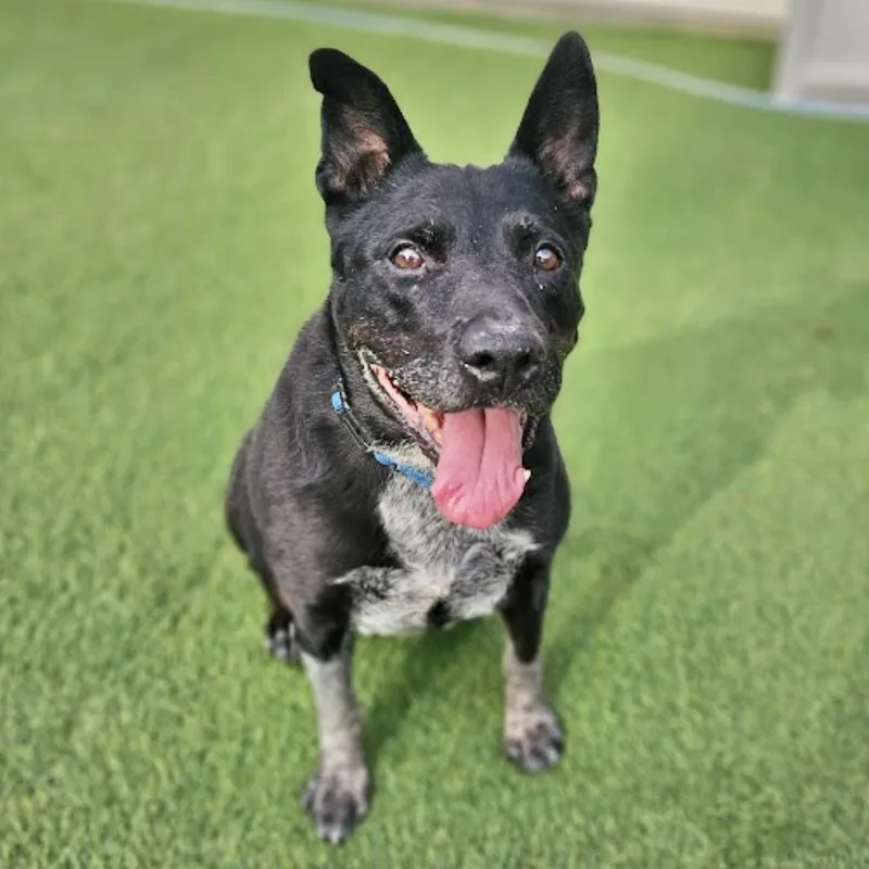 Miss Daisy thumbnail 3