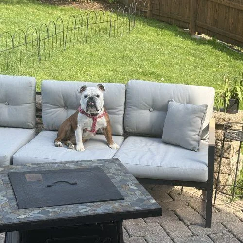 An adult medium-sized female Yellow / Tan / Blond / Fawn English Bulldog dog named Margo for adoption in Chicago, IL