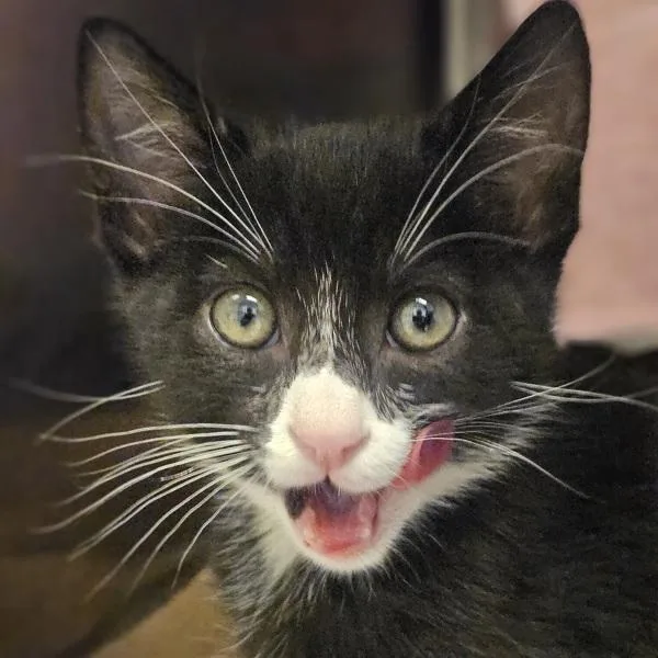 A baby medium-sized male Domestic Short Hair cat named Typhoon for adoption in Oakland, CA
