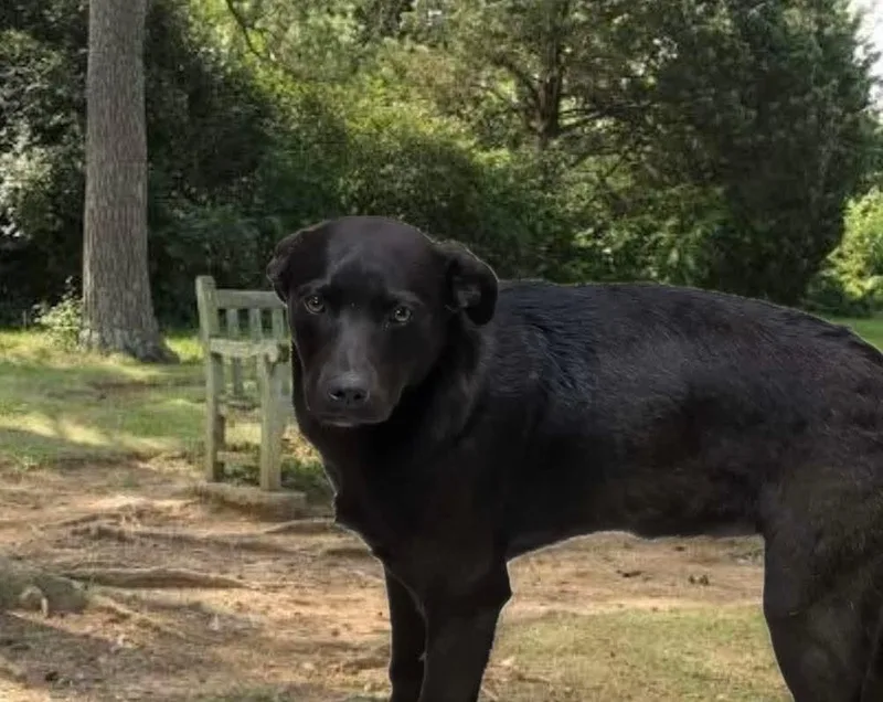 A young large-sized female Australian Cattle Dog / Blue Heeler dog named Jessie for adoption in Harrodsburg, KY