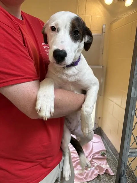 A baby medium-sized female Treeing Walker Coonhound dog named Posh Spice for adoption in Brewster, MA
