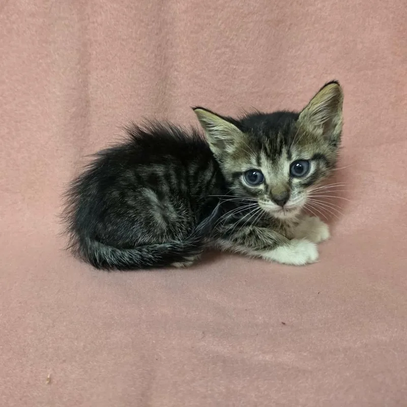 A baby small-sized male Brown / Chocolate Domestic Short Hair cat named Keaton for adoption in Pine Mountain, GA