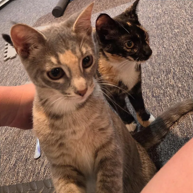 A baby small-sized female Tortoiseshell Domestic Short Hair cat named Maddie for adoption in Traverse City, MI