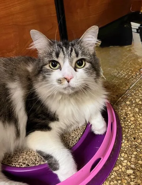 An adult medium-sized female Domestic Medium Hair cat named Julia for adoption in Waldorf, MD