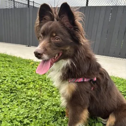 An adult medium-sized male Australian Shepherd dog named Julius for adoption in Wheaton, IL