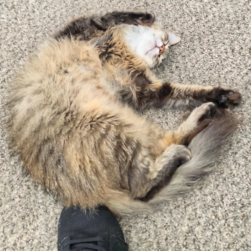 Rosie