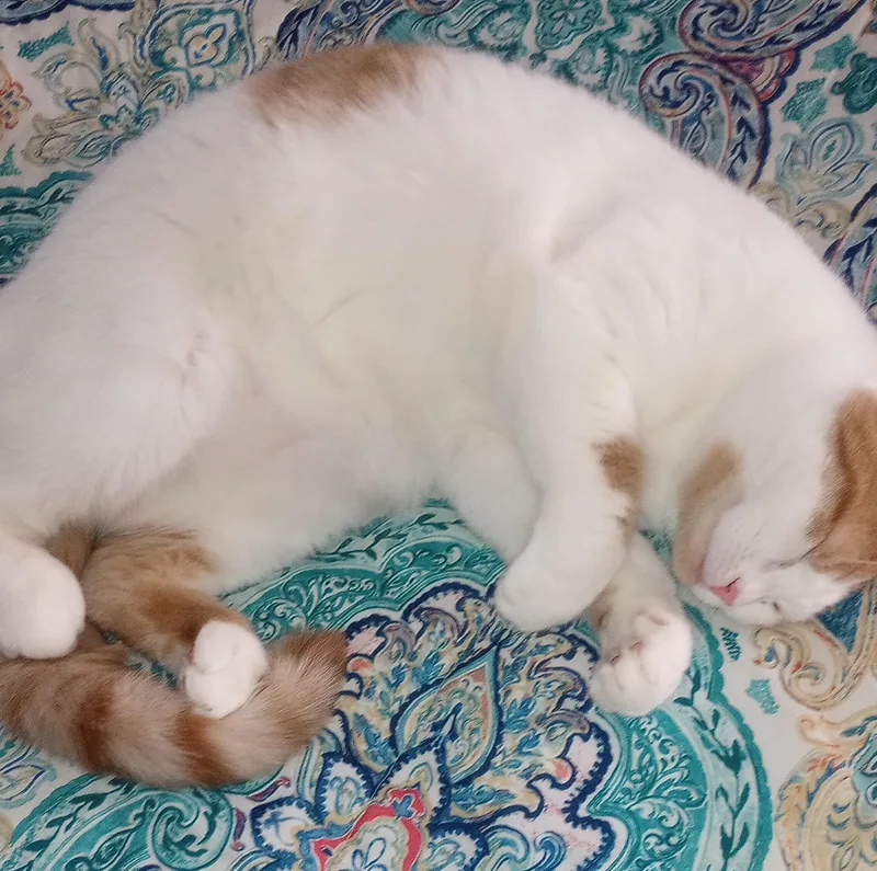A baby medium-sized female Orange & White Domestic Short Hair cat named Hester for adoption in Beckley, WV