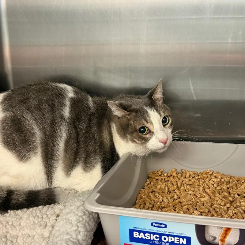 An adult extra large-sized male White Domestic Short Hair cat named Oscar for adoption in Port Charlotte, FL