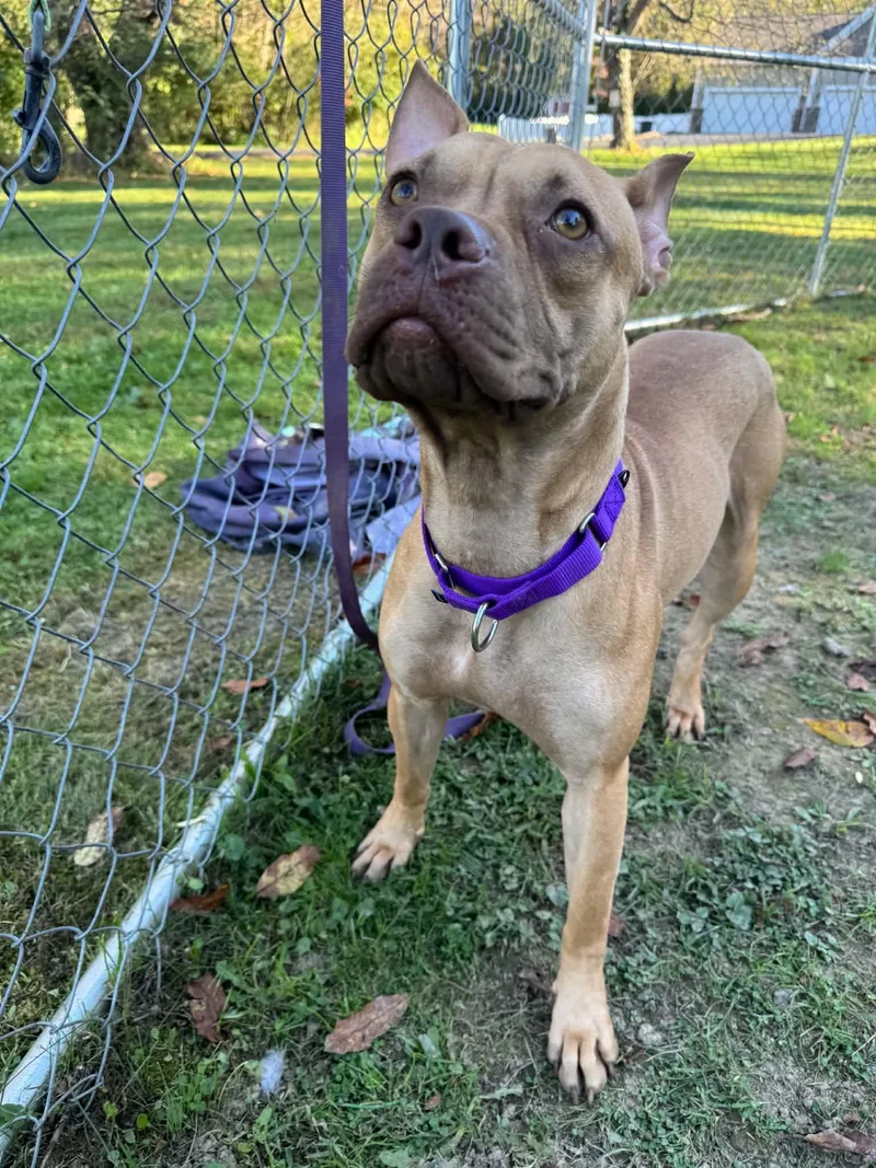 An adult medium-sized female Red / Chestnut / Orange Pit Bull Terrier dog named Story for adoption in Greensburg, PA