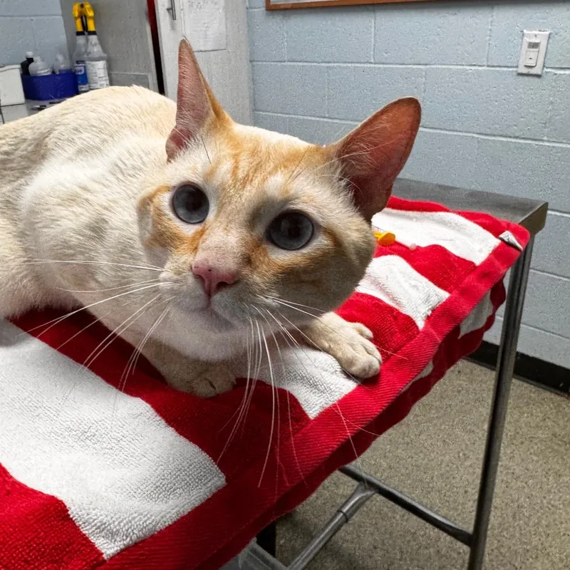 An adult large-sized male Flame Point Domestic Short Hair cat named Gizmo for adoption in Riverside, CA