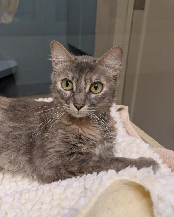 A young small-sized female Domestic Medium Hair cat named Mona for adoption in Novato, CA