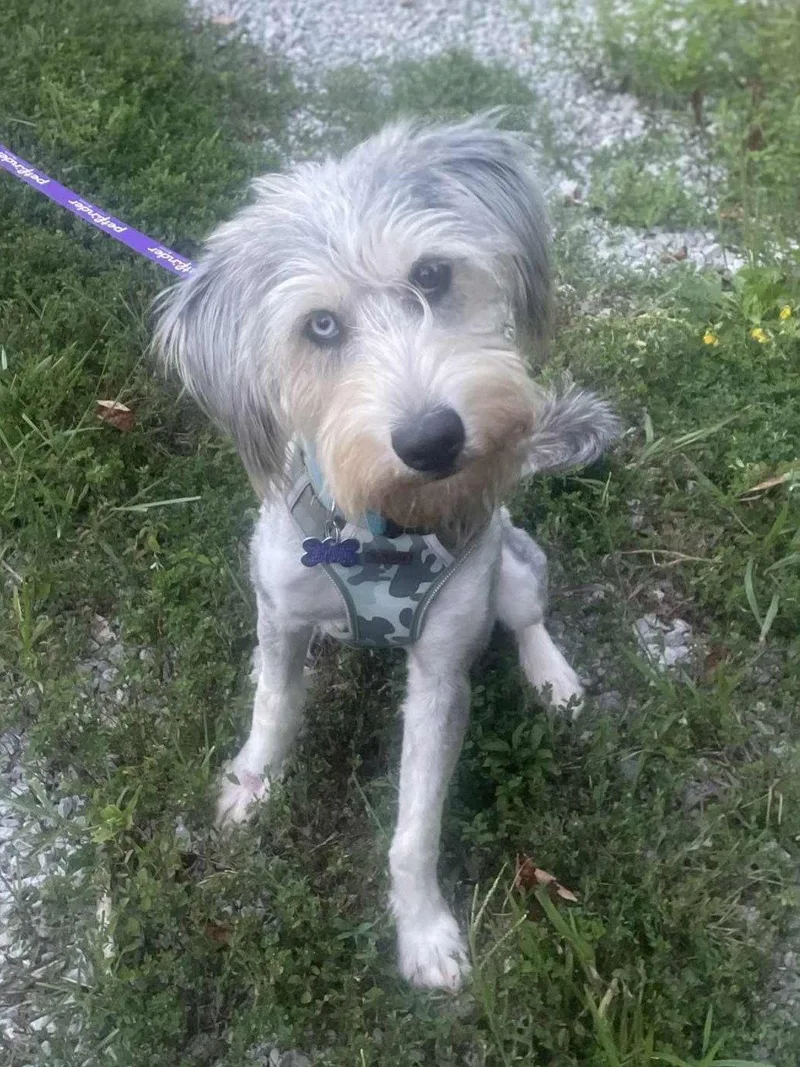 A young medium-sized male Standard Poodle dog named Samson for adoption in Cookeville, TN