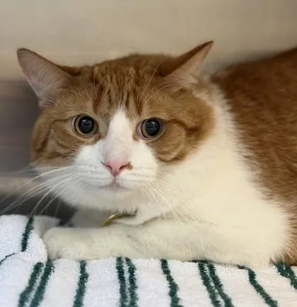 An adult medium-sized male Orange & White Domestic Short Hair cat named Tails for adoption in Lansing, MI