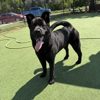 An adult large-sized female Chow Chow dog named Osita for adoption in Farmers Branch, TX