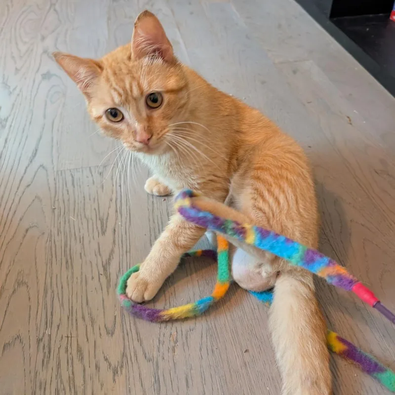 An adult small-sized male Tabby (Orange / Red) Domestic Short Hair cat named Chervil for adoption in Evanston, IL
