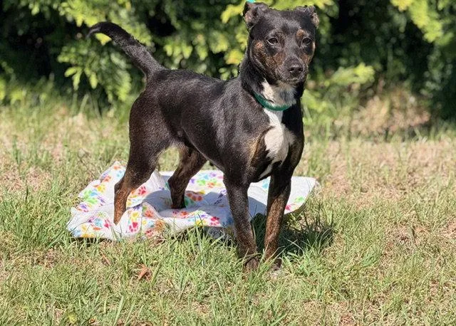 A young medium-sized female Feist dog named Darla for adoption in Raleigh, NC