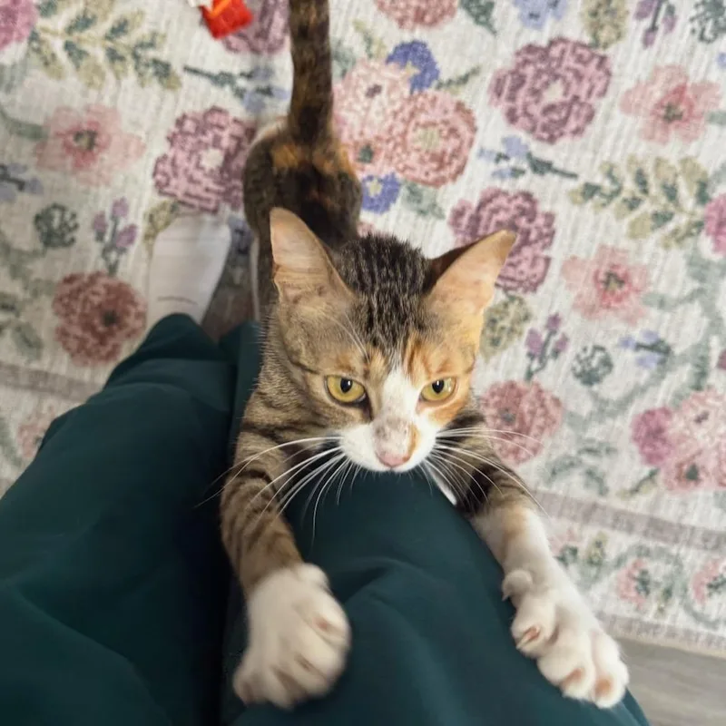 Nala