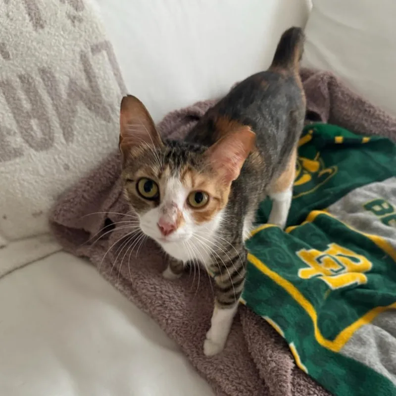 Nala thumbnail 3