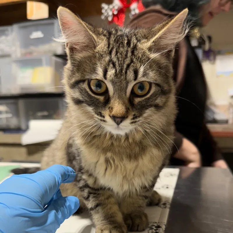 A baby small-sized female Gray / Blue / Silver Domestic Short Hair cat named Furrosting for adoption in Milton, FL