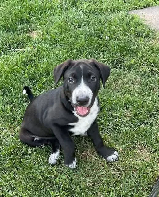 A baby medium-sized male Shar-Pei dog named Billy for adoption in New London, WI