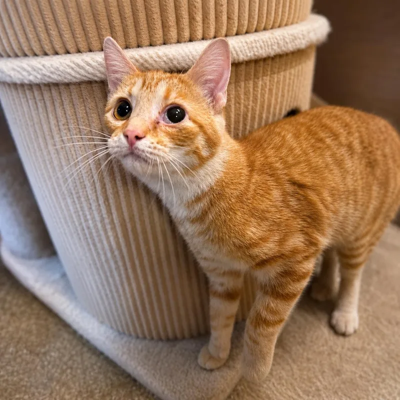 A baby medium-sized female Tabby (Orange / Red) Domestic Short Hair cat named Tumbelina for adoption in Sioux Falls, SD