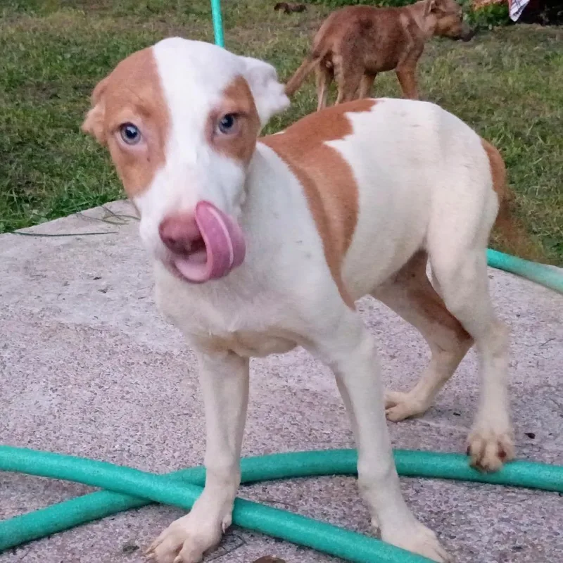 A baby medium-sized male White / Cream Vizsla dog named Mack for adoption in Lima, OH