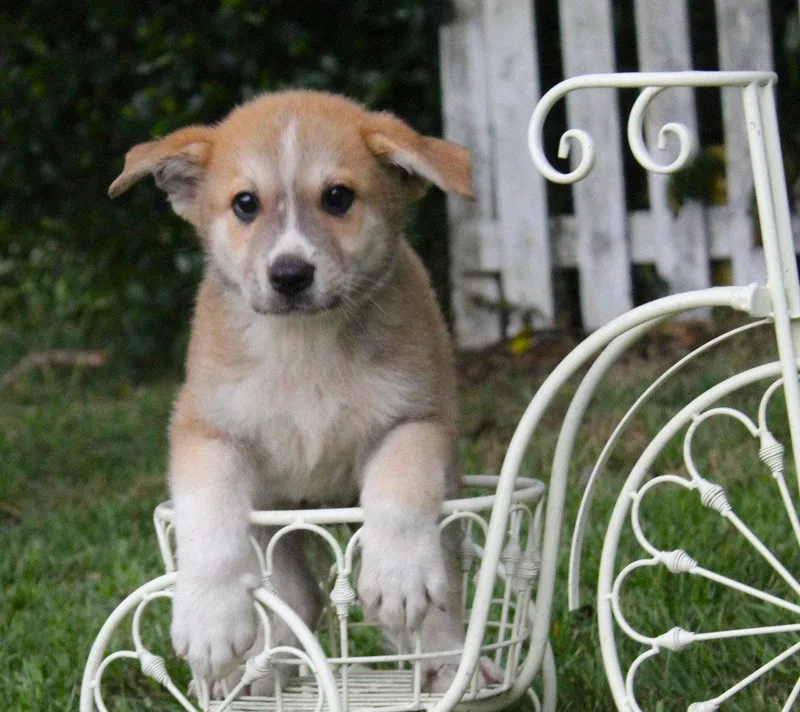 Tanner Weeks Neuter