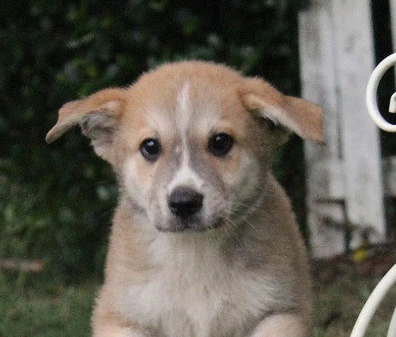 Tanner  Weeks Neuter thumbnail 3