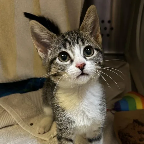 A baby small-sized female Domestic Short Hair cat named Klaxon for adoption in Oakland, CA