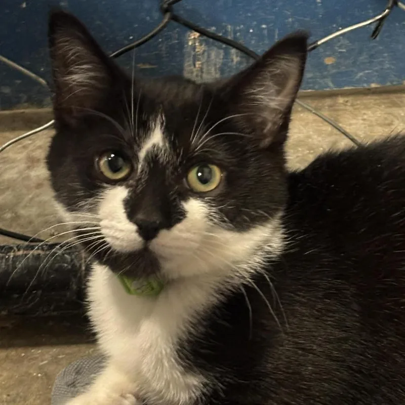 Figaro C thumbnail 2