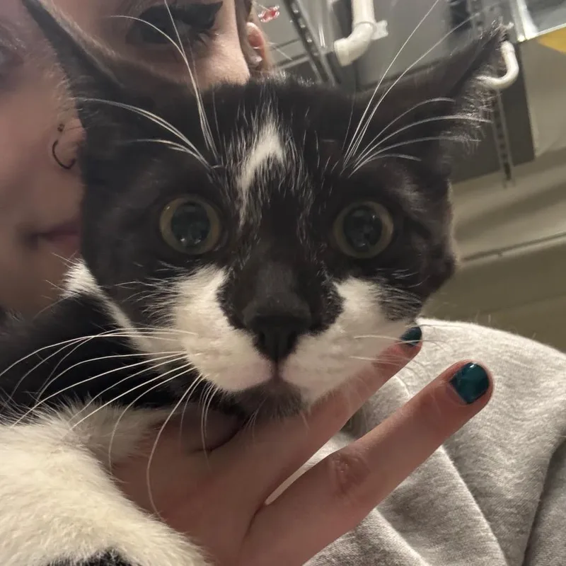 Figaro C thumbnail 3