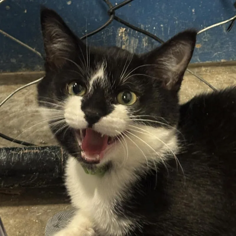 Figaro C thumbnail 4