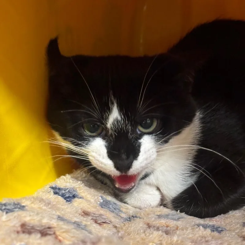 Figaro C thumbnail 5