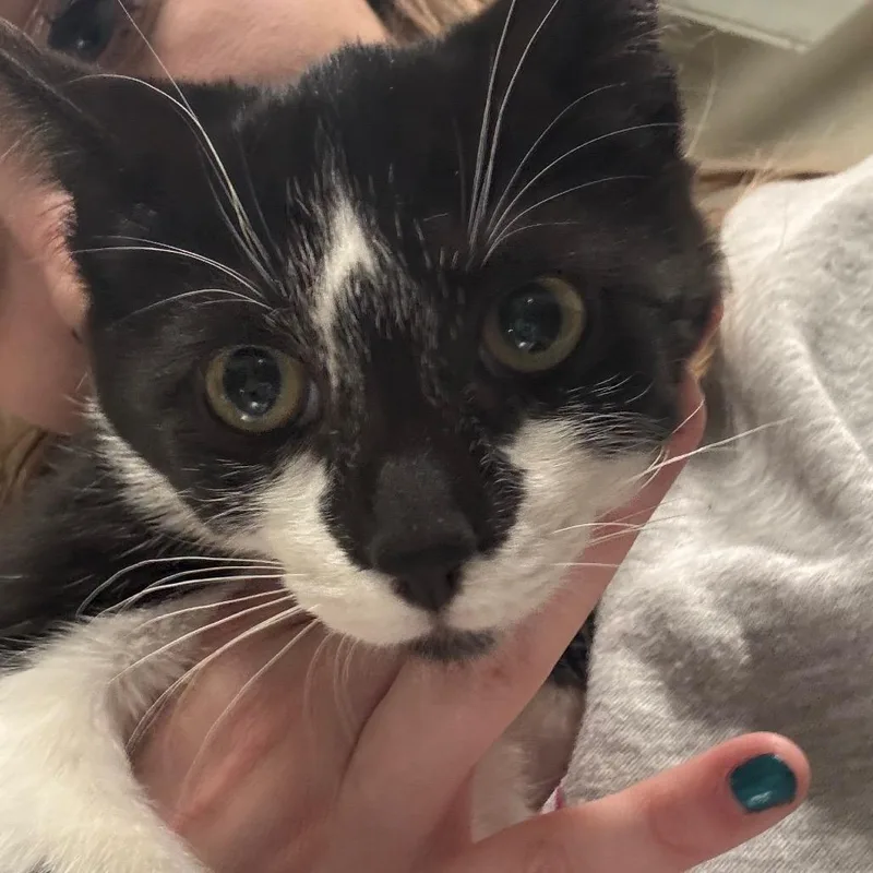 Figaro C thumbnail 6