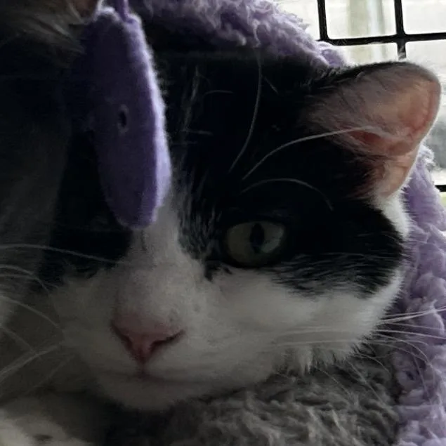 A young medium-sized female Domestic Short Hair cat named Sushi for adoption in Ruckersville, VA