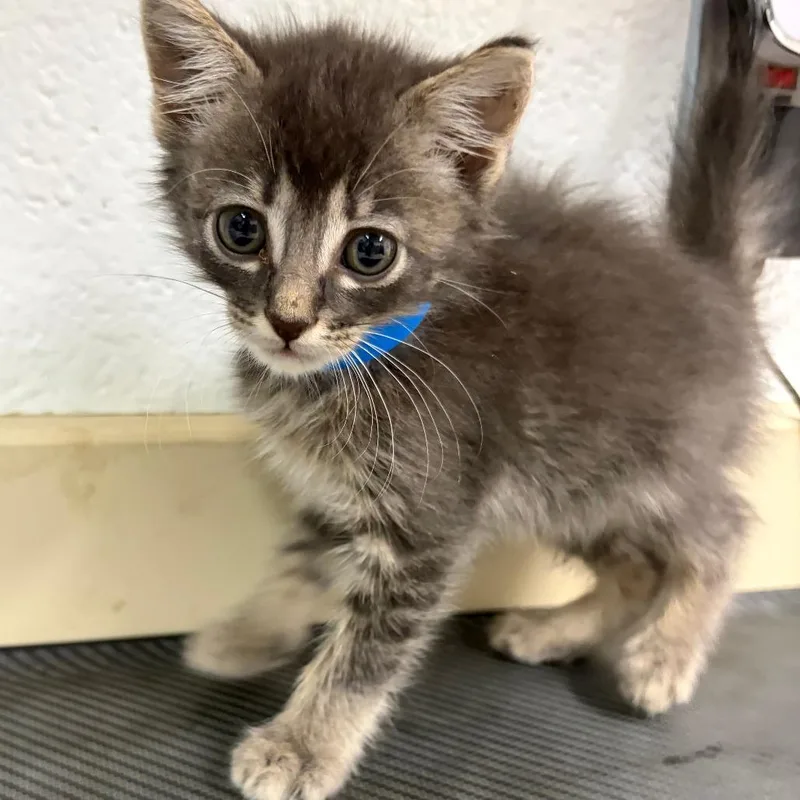 A baby small-sized male Gray / Blue / Silver Domestic Short Hair cat named Simon for adoption in Ardmore, OK