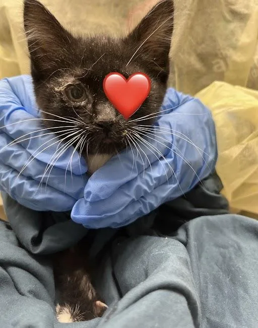 A baby small-sized male Domestic Short Hair cat named Cashew for adoption in Las Vegas, NV