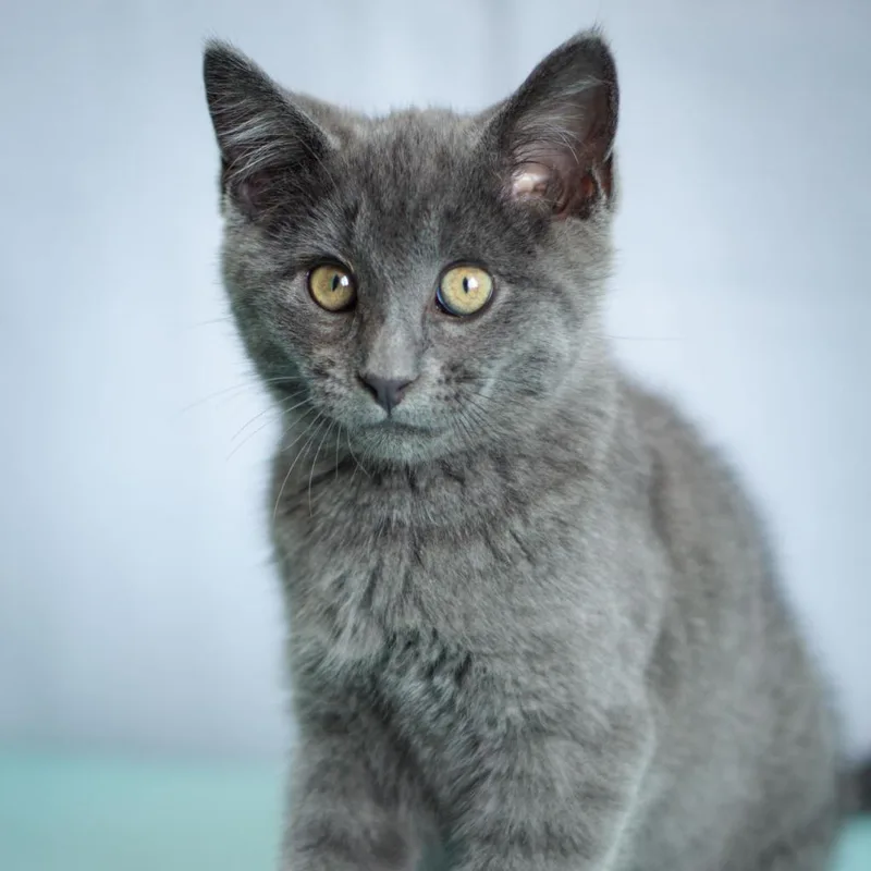 Thomas O'malley thumbnail 2