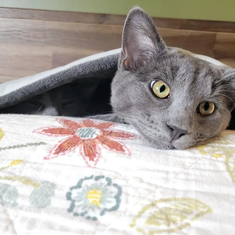 Thomas O'malley thumbnail 3