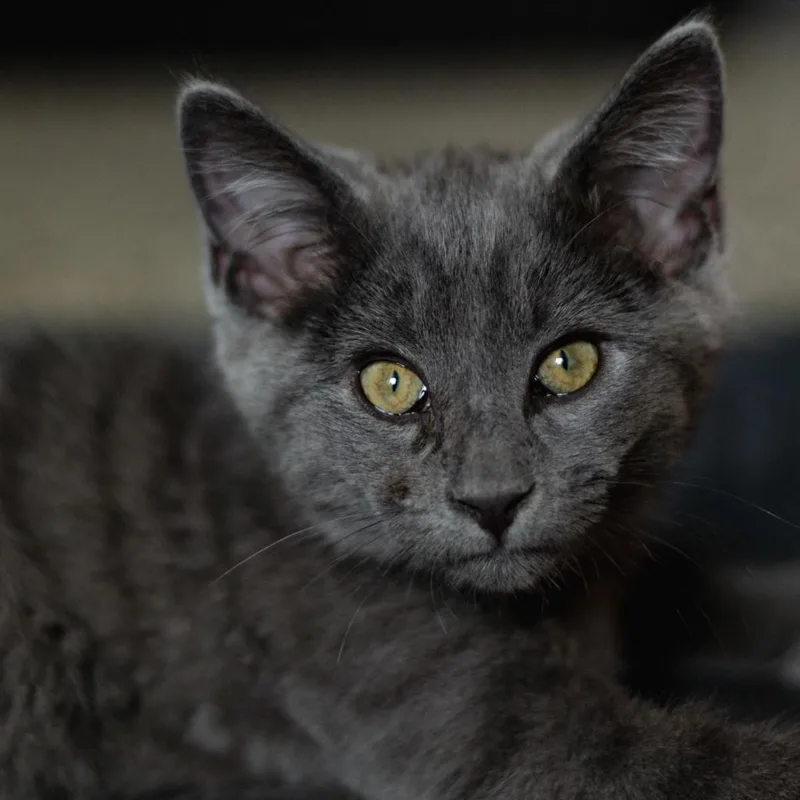 Thomas O'malley thumbnail 4