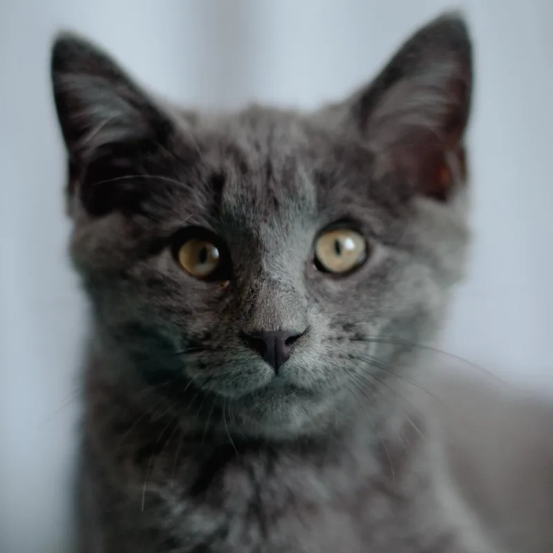 Thomas O'malley thumbnail 5