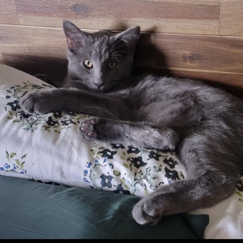 Thomas O'malley thumbnail 6